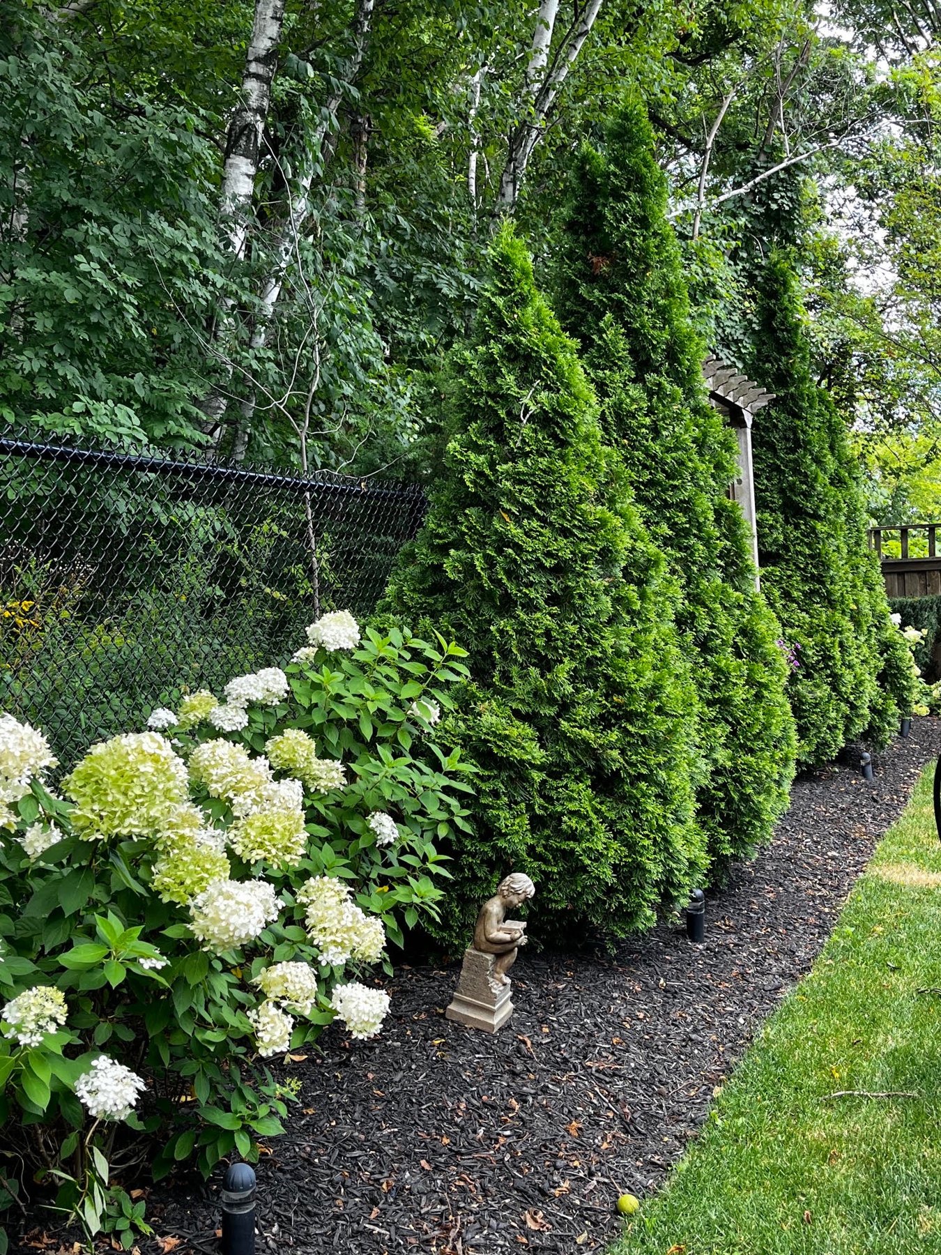 Layered evergreen trees and flowering hydrangeas in a mulched garden bed
